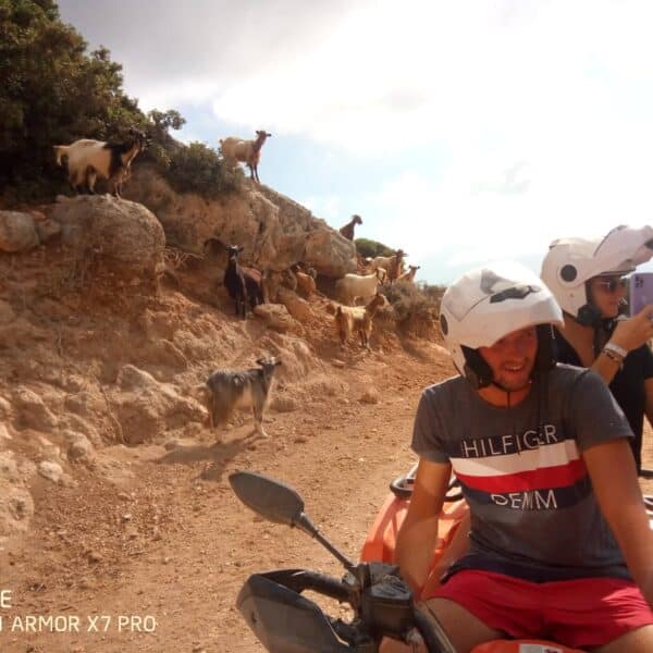 Two guys on a quad in the mountains and some goats-quad safari ierapetra