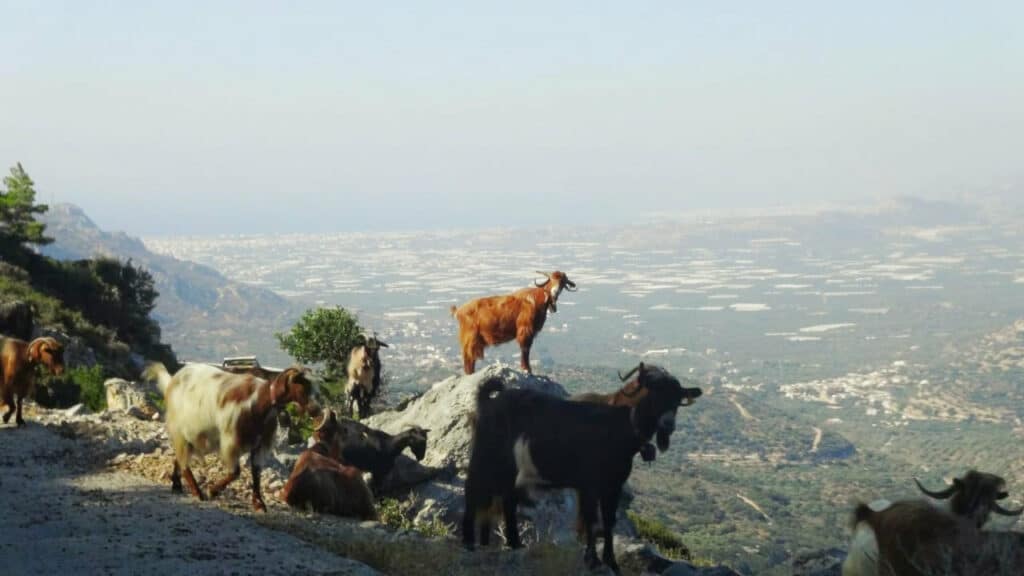 Goats in the Cretan mountains