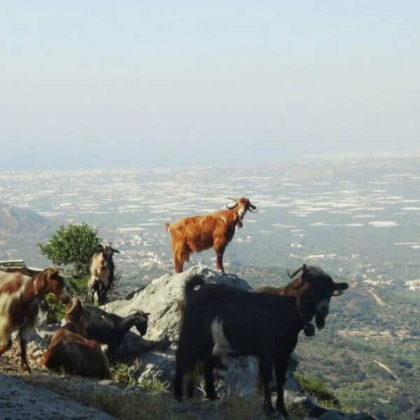 Goats in the Cretan mountains