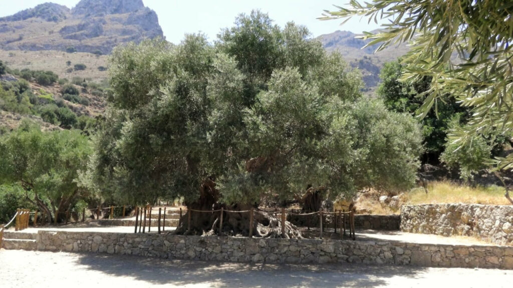 The oldest olive tree of the world in Kavousi Crete