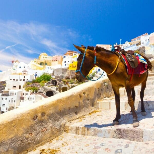 A donkey at the stairs from the port of Santorini to Fira