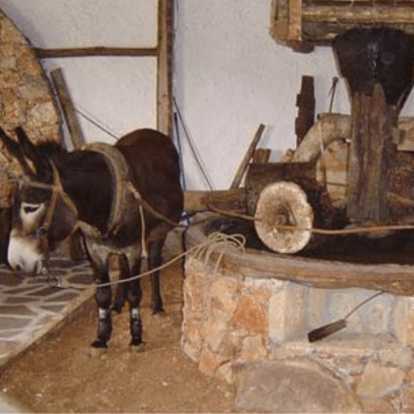 An acient olive oil mill in Crete, with a donkey